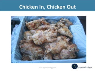 Chicken In, Chicken Out

www.responsecology.com

 