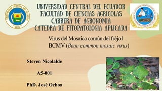Virus del Mosaico comúndelfréjol
BCMV (Bean common mosaic virus)
Steven Nicolalde
A5-001
PhD. José Ochoa
 