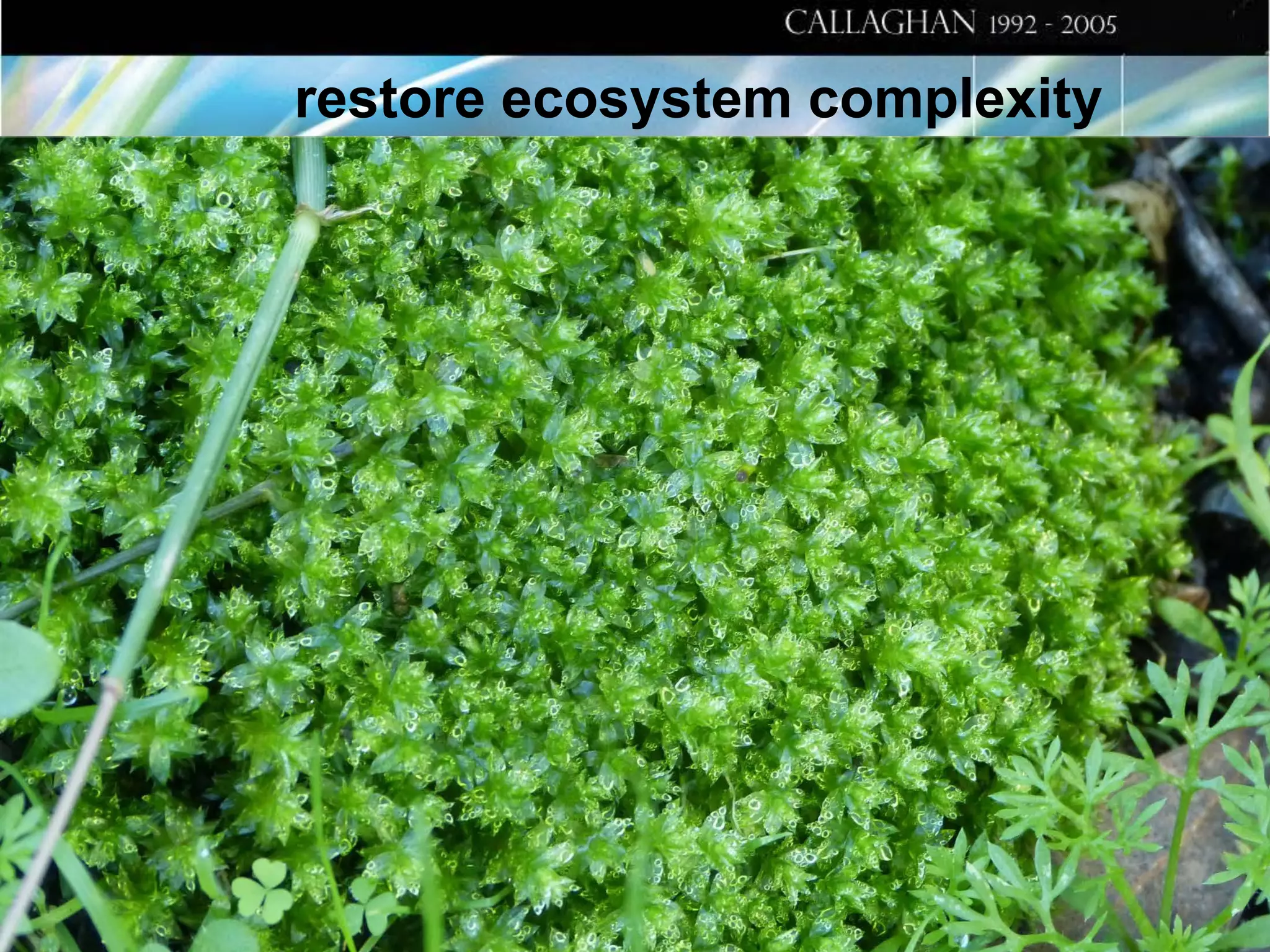 restore ecosystem complexity

 