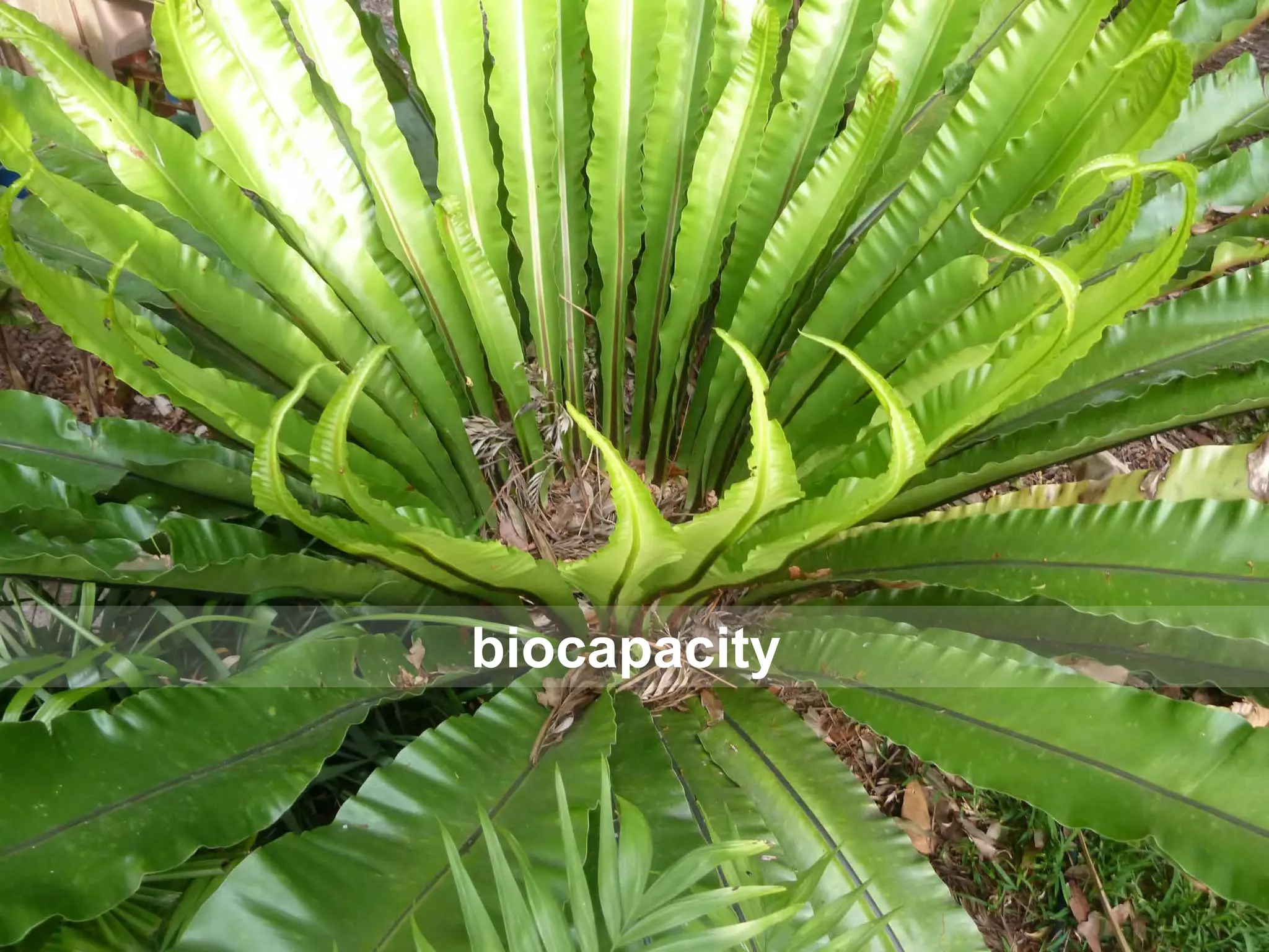 biocapacity

 