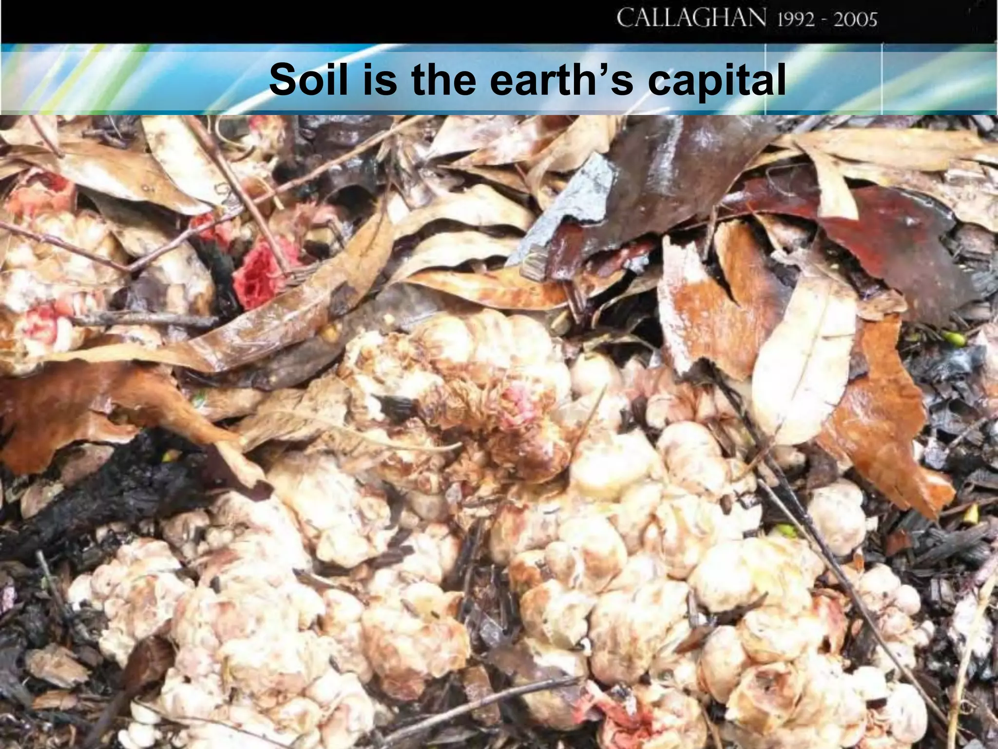 Soil is the earth’s capital

 