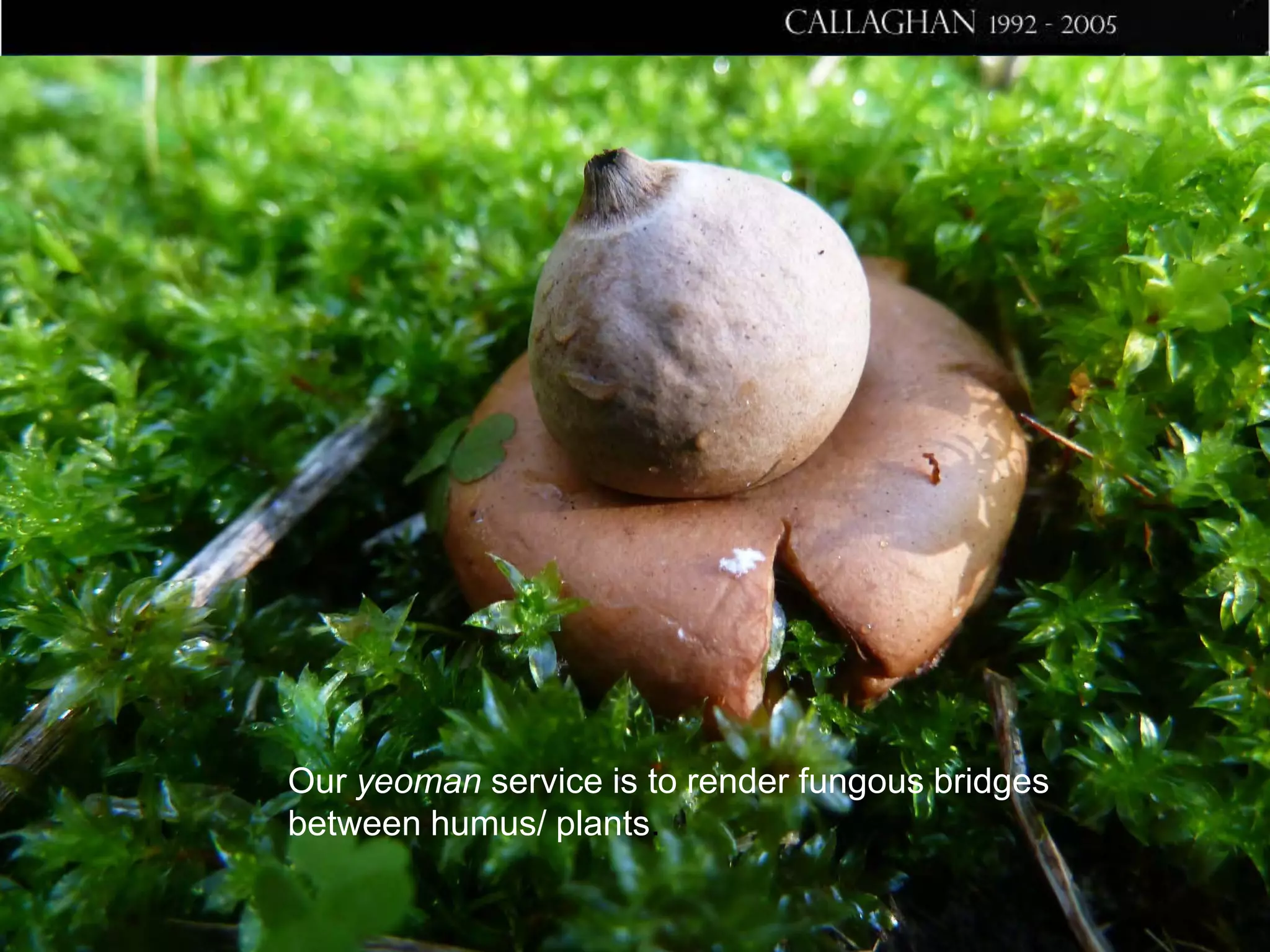 Our yeoman service is to render fungous bridges
between humus/ plants.

 