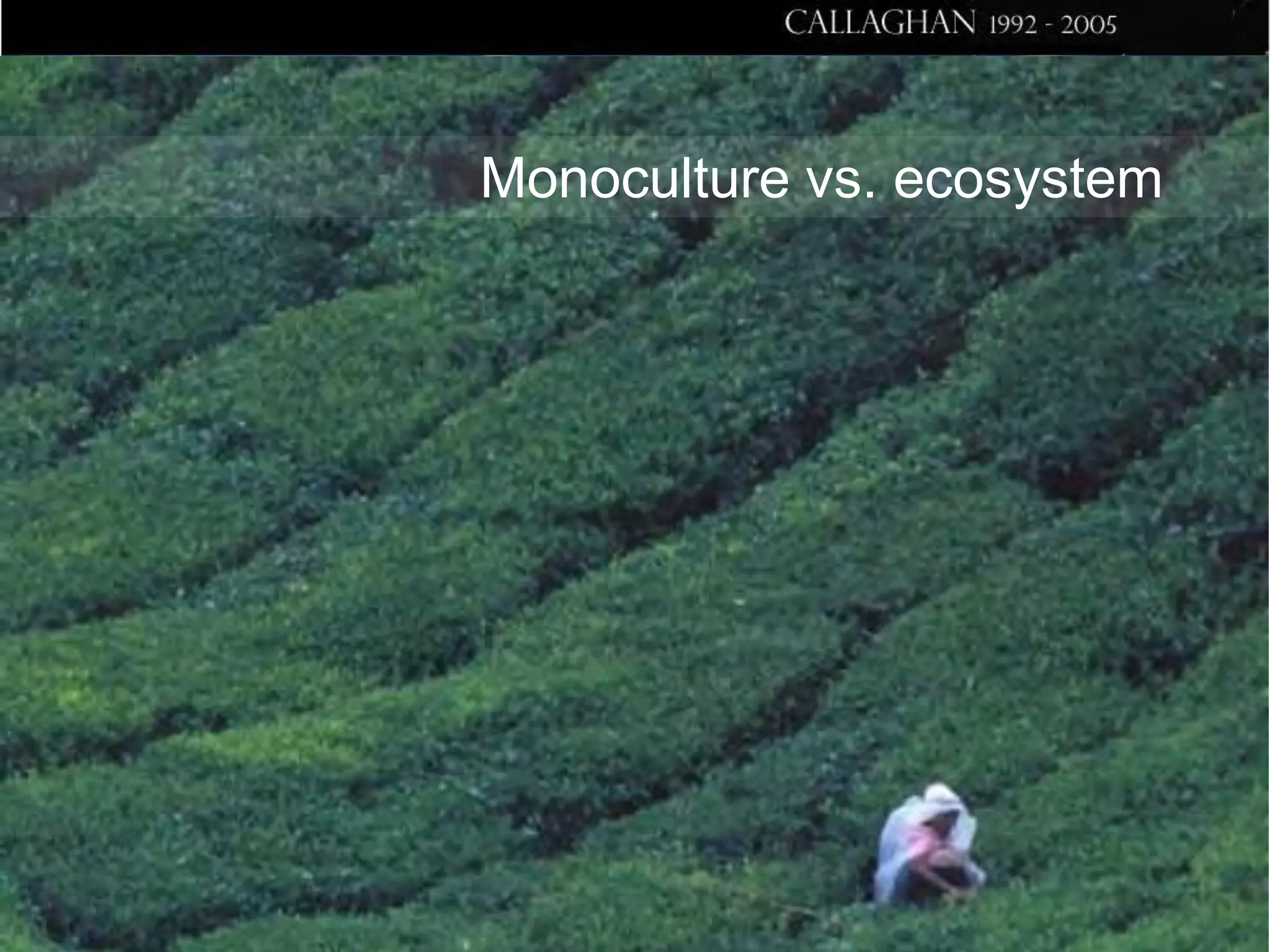 Monoculture vs. ecosystem

 