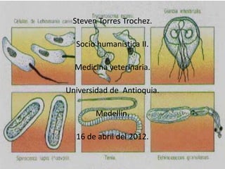 Steven Torres Trochez.

  Socio humanística II.

  Medicina veterinaria.

Universidad de Antioquia.

        Medellín.

  16 de abril del 2012.
 