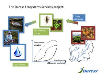 Key ES flows
The Duress Ecosystems Services project:
Energy
pathways
Ecosystem
service
Biodiversity
(Gene to foodweb)
Biodiversity
stocks
 