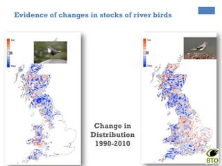 Change in
Distribution
1990-2010
Evidence of changes in stocks of river birds
 