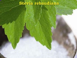 Stevia rebaudiana 