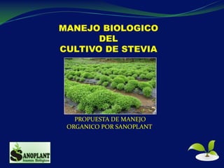 MANEJO BIOLOGICO
DEL
CULTIVO DE STEVIA
PROPUESTA DE MANEJO
ORGANICO POR SANOPLANT
 