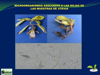 MICROORGANISMOS ASOCIADOS A LAS HOJAS DE
LAS MUESTRAS DE STEVIA
 