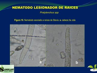 NEMATODO LESIONADOR DE RAICES
a b
Figura 10. Nematodo asociado a raíces de Stevia. a. cabeza; b. cola
Pratylenchus spp
 