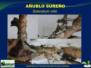 AÑUBLO SUREÑO
Sclerotium rofsi
Esclerocios en la base del tallo de las muestras
 