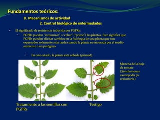 Fundamentos teóricos:
D. Mecanismos de actividad
2. Control biológico de enfermedades
• El significado de resistencia inducida por PGPRs:
• PGPRs pueden “inmunizar” o “cebar” (“prime”) las plantas. Esto significa que
PGPRs pueden elicitar cambios en la fisiología de una planta que son
expresados solamente más tarde cuando la planta es estresada por el medio
ambiente o un patógeno.
• En este estado, la planta está cebada (primed).
Mancha de la hoja
de tomate
(Xanthomonas
axanopodis pv.
vesicatoria).
Tratamiento a las semillas con
PGPRs
Testigo
 