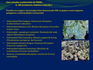 Usos actuales y potenciales de PGPRs:
A. ISR (resistencia sistémica inducida ).
Pruebas en campo e invernadero han demostrado ISR en pepino contra algunos
patógenos y enfermedades incluyendo:
• Enfermedad foliar fungosa: Antracnosis del pepino
(Colletotrichum orbiculare).
• Enfermedad sistémica viral: Mosaico del pepino (Cucumber
mosaic virus).
• Enfermedad causada por nemátodo: Nemátodo del nudo
radical (Meloidogyne incognita).
• Enfermedad foliar bacteriana: Mancha angular de la hoja
(Pseudomonas syringae pv. lachrymans).
• Enfermedad sistémica fungosa: Fusariosis del pepino
(Fusarium oxysporum).
• Enfermedad sistémica bacteriana: Marchitez de
cucurbitáceas (Erwinia tracheiphila).
• Insectos: Crisomélidos del pepino, vectores de Erwinia
tracheiphila.
 