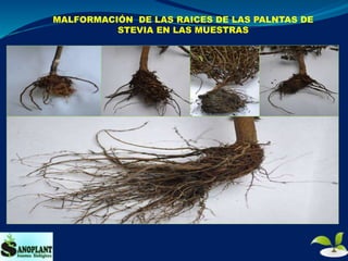 MALFORMACIÓN DE LAS RAICES DE LAS PALNTAS DE
STEVIA EN LAS MUESTRAS
 