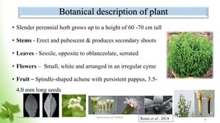 • Slender perennial herb grows up to a height of 60 -70 cm tall
• Stems - Erect and pubescent & produces secondary shoots
• Leaves - Sessile, opposite to oblanceolate, serrated
• Flowers – Small, white and arranged in an irregular cyme
• Fruit – Spindle-shaped achene with persistent pappus, 3.5-
4.0 mm long seeds
Botanical description of plant
Rossi et al., 2018
8 November 2023 Department of PSM&AC
10
 