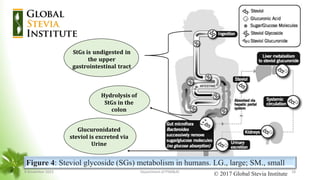Figure 4: Steviol glycoside (SGs) metabolism in humans. LG., large; SM., small
StGs is undigested in
the upper
gastrointestinal tract
Hydrolysis of
StGs in the
colon
Glucuronidated
steviol is excreted via
Urine
© 2017 Global Stevia Institute
8 November 2023 Department of PSM&AC 18
 