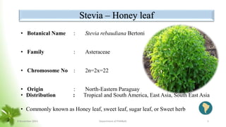 Stevia – Honey leaf
• Botanical Name : Stevia rebaudiana Bertoni
• Family : Asteraceae
• Chromosome No : 2n=2x=22
• Origin : North-Eastern Paraguay
• Commonly known as Honey leaf, sweet leaf, sugar leaf, or Sweet herb
• Distribution : Tropical and South America, East Asia, South East Asia
8 November 2023 Department of PSM&AC 5
 