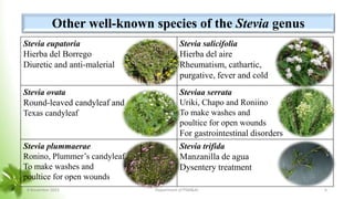 Stevia eupatoria
Hierba del Borrego
Diuretic and anti-malerial
Stevia salicifolia
Hierba del aire
Rheumatism, cathartic,
purgative, fever and cold
Stevia ovata
Round-leaved candyleaf and
Texas candyleaf
Steviaa serrata
Uriki, Chapo and Roniino
To make washes and
poultice for open wounds
For gastrointestinal disorders
Stevia plummaerae
Ronino, Plummer’s candyleaf
To make washes and
poultice for open wounds
Stevia trifida
Manzanilla de agua
Dysentery treatment
Other well-known species of the Stevia genus
8 November 2023 Department of PSM&AC 6
 