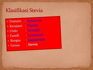 Stevia (pemanis alami)