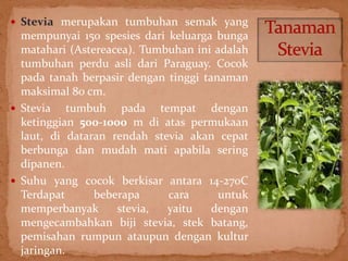  Stevia merupakan tumbuhan semak yang 
mempunyai 150 spesies dari keluarga bunga 
matahari (Astereacea). Tumbuhan ini adalah 
tumbuhan perdu asli dari Paraguay. Cocok 
pada tanah berpasir dengan tinggi tanaman 
maksimal 80 cm. 
 Stevia tumbuh pada tempat dengan 
ketinggian 500-1000 m di atas permukaan 
laut, di dataran rendah stevia akan cepat 
berbunga dan mudah mati apabila sering 
dipanen. 
 Suhu yang cocok berkisar antara 14-270C 
Terdapat beberapa cara untuk 
memperbanyak stevia, yaitu dengan 
mengecambahkan biji stevia, stek batang, 
pemisahan rumpun ataupun dengan kultur 
jaringan. 
 