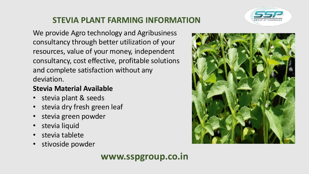 Stevia plants, stevia cultivation in india