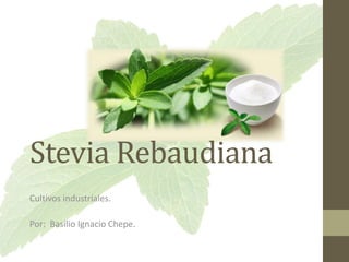 Stevia Rebaudiana
Cultivos industriales.
Por: Basilio Ignacio Chepe.
 