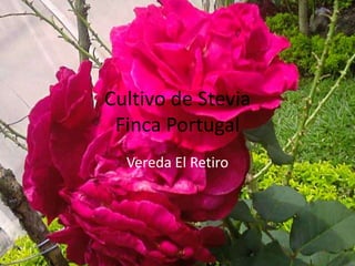 Cultivo de SteviaFinca Portugal Vereda El Retiro 