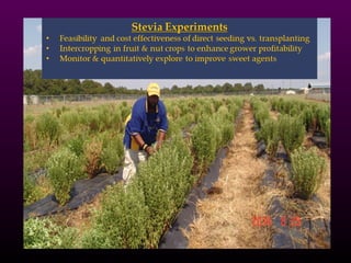 FVSU CAFST Stevia Research