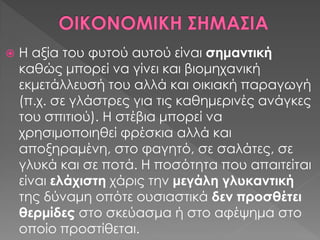  Η αξία του φυτού αυτού είναι σημαντική
καθώς μπορεί να γίνει και βιομηχανική
εκμετάλλευσή του αλλά και οικιακή παραγωγή
(π.χ. σε γλάστρες για τις καθημερινές ανάγκες
του σπιτιού). Η στέβια μπορεί να
χρησιμοποιηθεί φρέσκια αλλά και
αποξηραμένη, στο φαγητό, σε σαλάτες, σε
γλυκά και σε ποτά. Η ποσότητα που απαιτείται
είναι ελάχιστη χάρις την μεγάλη γλυκαντική
της δύναμη οπότε ουσιαστικά δεν προσθέτει
θερμίδες στο σκεύασμα ή στο αφέψημα στο
οποίο προστίθεται.
 