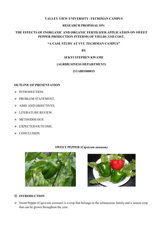 VALLEY VIEW UNIVERSITY -TECHIMAN CAMPUS
RESEARCH PROPOSAL ON:
THE EFFECTS OF INORGANIC AND ORGANIC FERTILIZER APPLICATION ON SWEET
PEPPER PRODUCTION INTERMS OF YIELDS AND COST.
“A CASE STUDY AT VVU TECHIMAN CAMPUS”
BY
SEKYI STEPHEN KWAME
(AGRIBUSINESS DEPARTMENT)
211AB01000015

OUTLINE OF PRESENTATION
 INTRODUCTION.
 PROBLEM STATEMENT.
 AIMS AND OBJECTIVES.
 LITERATURE REVIEW.
 METHODOLOGY.
 EXPECTED OUTCOME.
 CONCLUSION.

SWEET PEPPER (Capsicum annuum)

 INTRODUCTION
 Sweet Pepper (Capsicum annuum) is a crop that belongs to the solanaceous family and a season crop
that can be grown throughout the year.

 