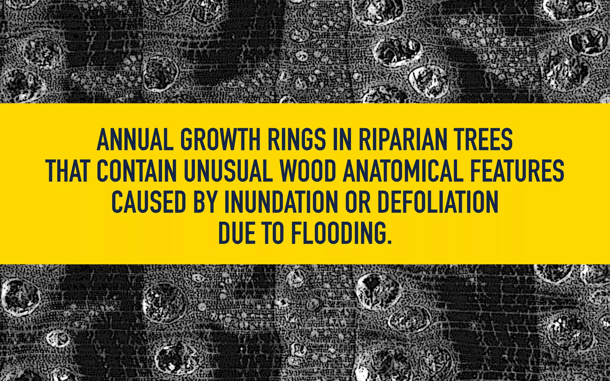 Flood rings: Paleoflood evidence in tree-ring anatomy | PDF