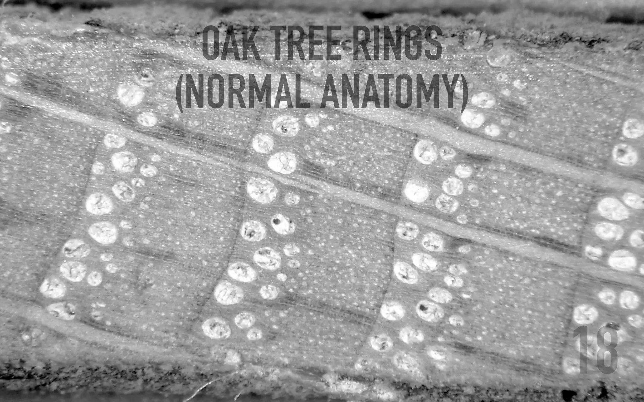 Flood rings: Paleoflood evidence in tree-ring anatomy | PDF