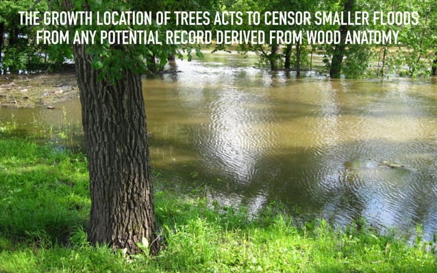 Flood Infected Tree Flood rings: Paleoflood evidence in tree-ring anatomy | PPT