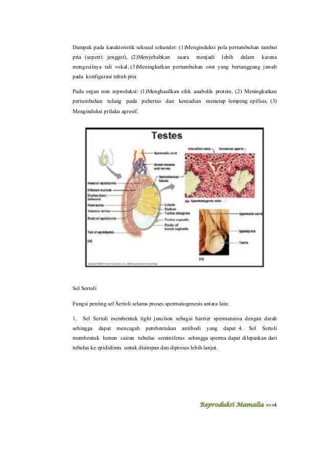 Anatomi Organ Reproduksi Ternak Jantan