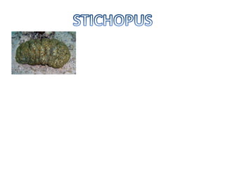 Stichopus sp