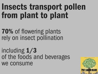 Insects transport pollen
from plant to plant
70% of flowering plants
rely on insect pollination
including 1/3
of the foods and beverages
we consume
 