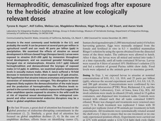 Hermaphroditic, demasculinized frogs after exposure
to the herbicide atrazine at low ecologically
relevant doses
Tyrone B. Hayes*, Atif Collins, Melissa Lee, Magdelena Mendoza, Nigel Noriega, A. Ali Stuart, and Aaron Vonk
Laboratory for Integrative Studies in Amphibian Biology, Group in Endocrinology, Museum of Vertebrate Zoology, Department of Integrative Biology,
University of California, Berkeley, CA 94720-3140

Communicated by David B. Wake, University of California, Berkeley, CA, March 1, 2002 (received for review December 20, 2001)

Atrazine is the most commonly used herbicide in the U.S. and                  human choriogonadotropin (1,000 international units) 6 h before
probably the world. It can be present at several parts per million in         harvesting gametes. Eggs were manually stripped from the
agricultural runoff and can reach 40 parts per billion (ppb) in               female and fertilized in vitro in 0.3 ϫ modified mammalian
precipitation. We examined the effects of atrazine on sexual                  Ringer’s solution by using the sperm obtained from the dissected
development in African clawed frogs (Xenopus laevis). Larvae were             testes of the three males. The embryos were allowed to hatch.
exposed to atrazine (0.01–200 ppb) by immersion throughout                    After 4 days, the larvae were all mixed and netted into tanks 5
larval development, and we examined gonadal histology and                     at a time repeatedly, until all tanks contained 30 larvae. Larvae
laryngeal size at metamorphosis. Atrazine (>0.1 ppb) induced                  were reared in 4 liters of aerated 10% Holtfreter’s solution (15)
hermaphroditism and demasculinized the larynges of exposed                    and fed a solution of ground Purina rabbit chow daily. Food
males (>1.0 ppb). In addition, we examined plasma testosterone                levels were adjusted as the animals grew to maximize growth.
levels in sexually mature males. Male X. laevis suffered a 10-fold
decrease in testosterone levels when exposed to 25 ppb atrazine.              Dosing. In Exp. 1, we exposed larvae to atrazine at nominal
We hypothesize that atrazine induces aromatase and promotes the               concentrations of 0.01, 0.1, 1.0, 10.0, and 25 parts per billion
conversion of testosterone to estrogen. This disruption in steroi-            (ppb), whereas the second experiment used 0.1, 0.4, 0.8, 1.0, 25,
dogenesis likely explains the demasculinization of the male larynx            and 200 ppb atrazine. Concentrations were confirmed by two
and the production of hermaphrodites. The effective levels re-                independent laboratories (PTRL West, Richmond, CA, and the
ported in the current study are realistic exposures that suggest that         Iowa Hygienic Laboratory, Univ. of Iowa, Iowa City, IO). All
other amphibian species exposed to atrazine in the wild could be              stock solutions were made in ethanol (10 ml), mixed in 15-gallon
at risk of impaired sexual development. This widespread com-                  containers, and dispensed into treatment tanks. Controls were
pound and other environmental endocrine disruptors may be a                   treated with ethanol such that all tanks contained 0.004%
factor in global amphibian declines.                                          ethanol. Water was changed and treatments were renewed once
                                                                              every 72 h. Each treatment was replicated 3 times with 30

I n the last 10 years, a great deal of attention has focused on the
  global presence of endocrine-disrupting contaminants in the
environment (1, 2). Similarly, a great deal of attention has
                                                                              animals per replicate (total of 90 animals per treatment) in both
                                                                              experiments. All treatments were systematically rotated around
                                                                              the shelf every 3 days to ensure that no one treatment or no one
focused on global amphibian declines (3, 4). In the case of                   tank experienced position effects. Experiments were carried out
amphibian declines, efforts focus on identifying causes (5),                  at 22°C with animals under a 12-h͞12-h light͞dark cycle (lights
 