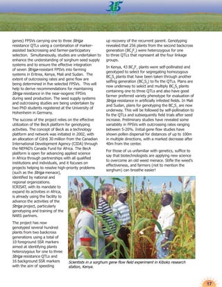 Stifling striga with stronger sorghum