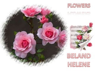 FLOWERS BELAND HELENE 