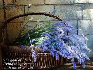 The goal of life is
living in agreement
with nature. Zeno
 