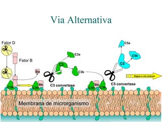 Via Alternativa Membrana de microrganismo C3b C3a C3 C3 convertase C3b C3b Bb C3b Fator B Fator D C3b Ba Bb C5 convertase C5 C5b C5a Segue a via comum 
