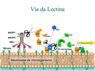 Via da Lectina Segue a via comum Manose MBL MASP1 MASP2 Membrana de microrganismo C3b C3a C4b C2a C3b C3 convertase C3 C4 C4b C4a C4b C2a C2b C2 