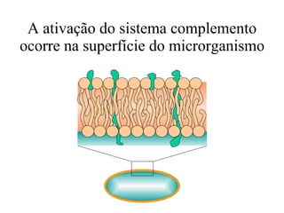 A ativação do sistema complemento ocorre na superfície do microrganismo Microrganismo 