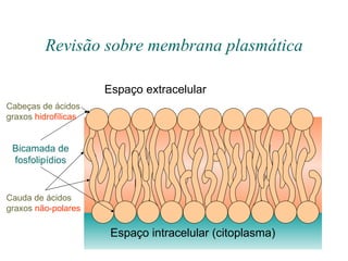 Revisão sobre membrana plasmática Espaço extracelular Espaço intracelular (citoplasma) Bicamada de fosfolipídios Cauda de ácidos graxos  não-polares Cabeças de ácidos graxos  hidrofílicas 