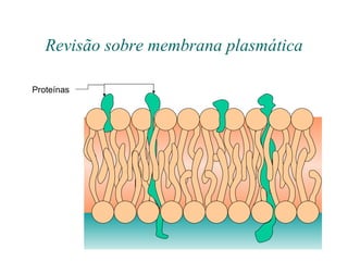 Revisão sobre membrana plasmática Proteínas 