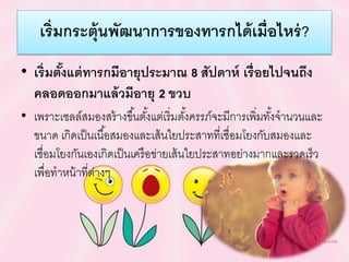 เริ่มกระตุ้นพัฒนำกำรของทำรกได้เมื่อไหร่?
• เริ่มตั้งแต่ทำรกมีอำยุประมำณ 8 สัปดำห์ เรื่อยไปจนถึง
คลอดออกมำแล้วมีอำยุ 2 ขวบ
• เพราะเซลล์สมองสร้างขึ้นตั้งแต่เริ่มตั้งครรภ์จะมีการเพิ่มทั้งจานวนและ
ขนาด เกิดเป็นเนื้อสมองและเส้นใยประสาทที่เชื่อมโยงกับสมองและ
เชื่อมโยงกันเองเกิดเป็นเครือข่ายเส้นใยประสาทอย่างมากและรวดเร็ว
เพื่อทาหน้าที่ต่างๆ
 