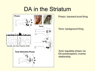 DA in the Striatum
                                    Phasic: transient burst firing




                                    Tonic: background firing




Schultz, Ann Rev Psychol, 2006.


                                    Tonic regulates phasic via
                                    DA autoreceptors; inverse
                                    relationship
 