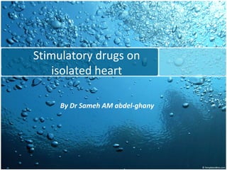 Stimulatory drugs on
isolated heart
By Dr Sameh AM abdel-ghany
 
