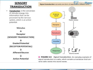 Stigmule stimuli (1).pptx