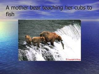 A mother bear teaching her cubs to fish 